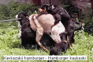 Kavkazsk hamburger - Hamburger kaukaski